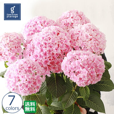 【送料無料】 アジサイ 紫陽花 母の日 あじさい 5号 ギフト 珍しい お母さん かわいい ギフト 母の日ギフト アジサイ プレゼント 鉢植え マザーズデイ 舞姫カーリースパークル シャロン