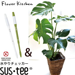 モンステラ 人気ブランドランキング ベストプレゼント