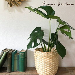 モンステラ 人気ブランドランキング ベストプレゼント