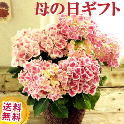 \遅れてごめんね/ 母の日ギフト おまかせピンクあじさい5号鉢【紫陽花】【鉢植え】 母の日 2021 お祝い 誕生日 引越し祝い 新築祝い インテリア プレゼント 送料無料 日時指定可 FKTK 北海道・九州・沖縄・離島お届け不可
