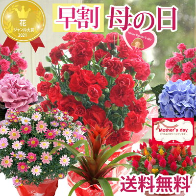 最安値に挑戦! 期間限定価格【3月末迄】選べる母の日花鉢 母の日 プレゼント 花 ギフト カーネーション アジサイ ケイトウ グズマニア マーガレット母の日ギフト 花鉢 鉢植え 送料無料【早期予約特典 全国送料無料】【沖縄県を含む離島のお届け不可】2023 FKHH