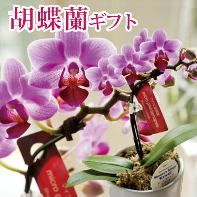 \1000円OFFクーポン配布中5/31まで/ マイクロ胡蝶蘭 ピンク系 母の日ギフト プレゼント ギフトボックス入り産地直送 椎名洋ラン園 胡蝶蘭 鉢植え 送料無料 (一部地域を除く)季節の花鉢ギフト ショップオブザイヤー受賞SHOP発 フラワーギフト 2022 FKHH FKTK