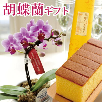 \1000円OFFクーポン★5/31まで/マイクロ胡蝶蘭 と 長崎カステラ のスイーツセット 母の日ギフト 送料無料 産地直送 椎名洋ラン園 胡蝶蘭 鉢植え花とスイーツ 長崎和泉屋 はちみつカステラ 2022 FKHH FKTK