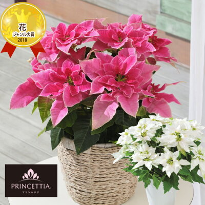 母の日ギフトにおすすめのカーネーション 人気ブランドランキング15選 21年版 ベストプレゼントガイド 母の日ギフトにおすすめのカーネーション 人気ブランドランキング15選 21年版 ベストプレゼントガイド