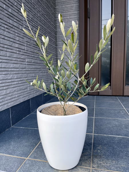 観葉植物 新築祝い 新居祝いプレゼント 人気ランキング22 ベストプレゼント