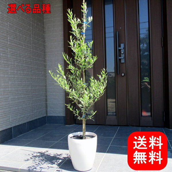 観葉植物 新築祝い 新居祝いプレゼント 人気ランキング22 ベストプレゼント