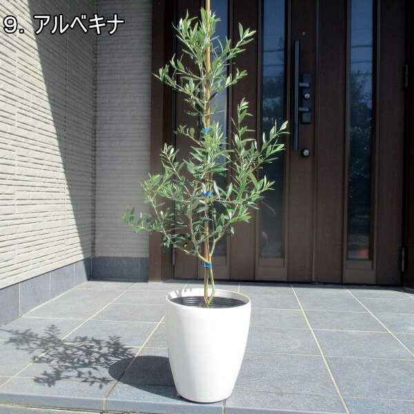 観葉植物 新築祝い 新居祝いプレゼント 人気ランキング21 ベストプレゼント