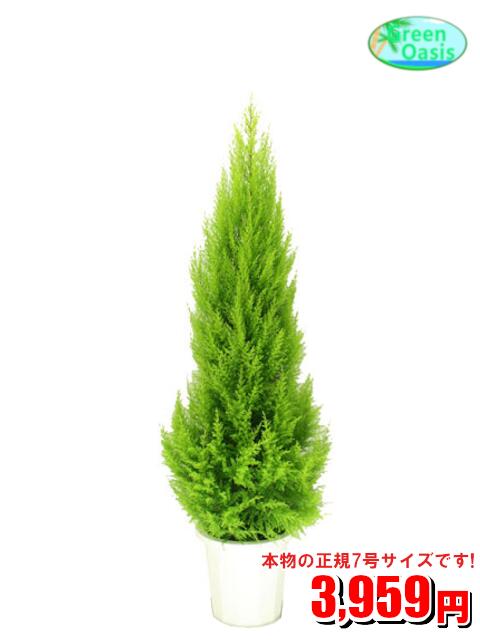 観葉植物 クリスマスプレゼント 人気ランキング21 ベストプレゼント