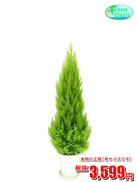観葉植物 クリスマスプレゼント 人気ランキング21 ベストプレゼント