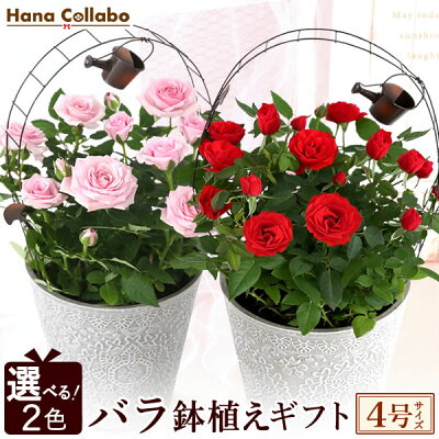 母の日ギフトにおすすめの花の鉢植え 人気ブランドランキングtop18 21年版 ベストプレゼントガイド 母の日ギフトにおすすめの花の鉢植え 人気ブランドランキングtop18 21年版 ベストプレゼントガイド