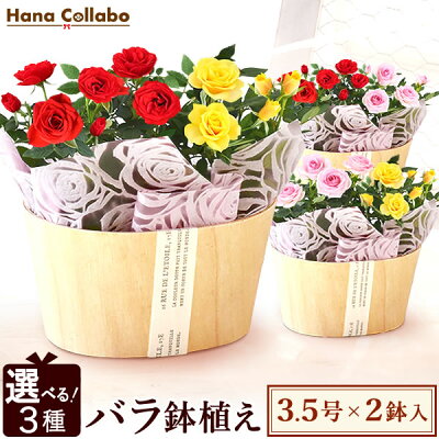 【選べる3色】 鉢植え 花 ギフト ミニバラ 薔薇 バラ ばら ナチュラル バスケット 生花 誕生日プレゼント アレンジメント 母 祖母 おばあちゃん 妻 女性 女友達 お祝い 内祝い 送別会 結婚祝い 結婚記念日 快気祝い 出産祝い 送料無料 AA