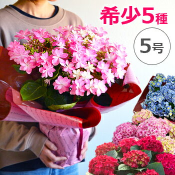 母の日ギフトにおすすめの花の鉢植え 人気ブランドランキングtop18 21年版 ベストプレゼントガイド