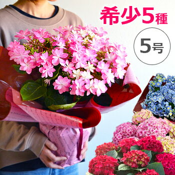 母の日ギフトにおすすめの花の鉢植え 人気ブランドランキングtop18 21年版 ベストプレゼントガイド 母の日ギフトにおすすめの花の鉢植え 人気ブランドランキングtop18 21年版 ベストプレゼントガイド