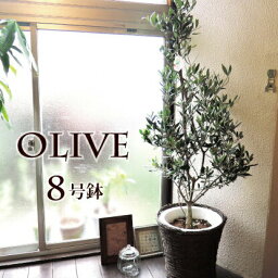 観葉植物 オリーブ 人気ブランドランキング21 ベストプレゼント
