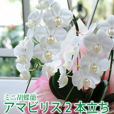 ミニ胡蝶蘭 ミディ胡蝶蘭 ギフト 花 転勤花 退職花 昇進花 昇格花 栄転花 就任祝い花 開店祝い 楽屋花 誕生日 花 ギフト プレゼント 移転祝 開業祝 昇進祝 設立祝 就任祝い 敬老の日 エーデルワイス ミディ胡蝶蘭 2本立