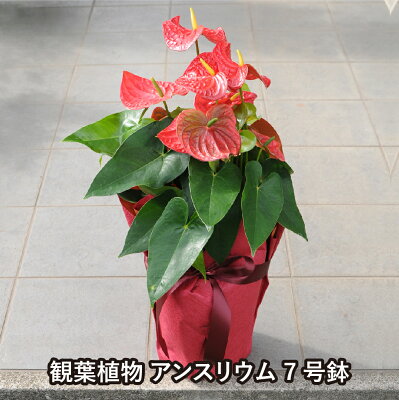 母の日ギフトにおすすめの花の鉢植え 人気ブランドランキングtop18 21年版 ベストプレゼントガイド 母の日ギフトにおすすめの花の鉢植え 人気ブランドランキングtop18 21年版 ベストプレゼントガイド