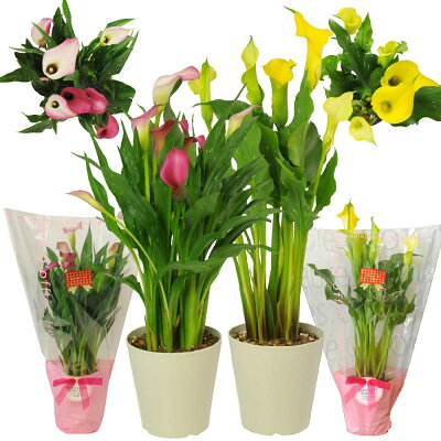 カラー 鉢植え ギフト プレゼント 花 鉢植え 母の日ギフト 送料無料 母の日 鉢植え 鉢植え 母の日 花 プレゼント エーデルワイス ピンク系 イエロー系 カラー 5号鉢