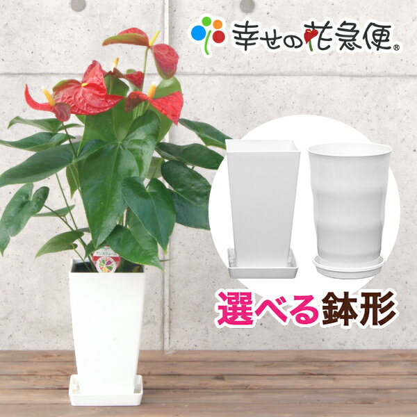 両親への観葉植物 アンスリウム 結婚祝いプレゼント 人気ブランドランキング21 ベストプレゼント