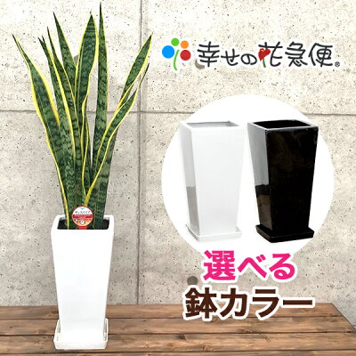 観葉植物 サンスベリア6号鉢 高さ約70cm【サンセベリア トラノオ 開店祝い 新築祝い 誕生日プレゼント 引越し祝い インテリア アジアン モダン スクエア おしゃれな植木鉢 送料無料】【smtb-ms】