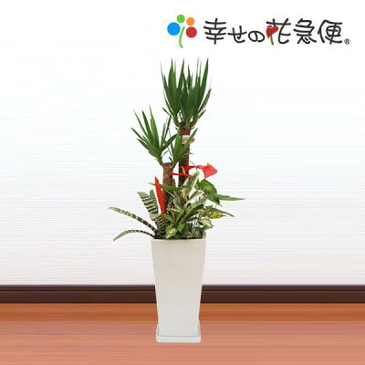 観葉植物 寄せ植え(ユッカ)10号角高陶器鉢|(白黒) 高さ約1.4m【大型 開店祝い 新築祝い 誕生日プレゼント 引越し祝い インテリア おしゃれな植木鉢 送料無料 アイビー ヘデラ】