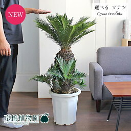 観葉植物 ソテツ 人気ブランドランキング21 ベストプレゼント 観葉植物 ソテツ 人気ブランドランキング21 ベストプレゼント