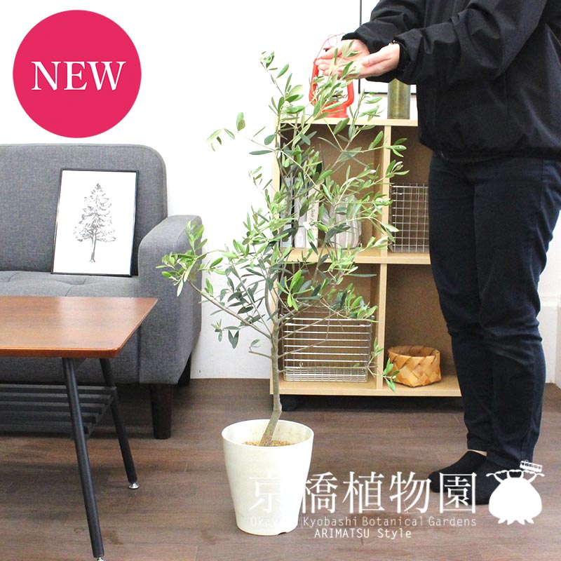 観葉植物 オリーブ 人気ブランドランキング21 ベストプレゼント