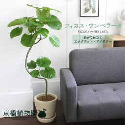 観葉植物 新築祝い 新居祝いプレゼント 人気ランキング21 ベストプレゼント 観葉植物 新築祝い 新居祝いプレゼント 人気ランキング21 ベストプレゼント