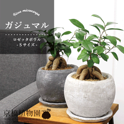 観葉植物 ガジュマル 人気ブランドランキング21 ベストプレゼント 観葉植物 ガジュマル 人気ブランドランキング21 ベストプレゼント
