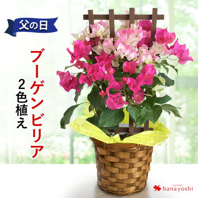 父の日 プレゼント 2022 ブーゲンビリア 2色植え 5号鉢 トレリス仕立て in バスケット〜1鉢で2色楽しめる〜 父の日 花 鉢植え ギフト 鉢花 お父さん 父の日ギフト 義父 父 花鉢 サマー 夏