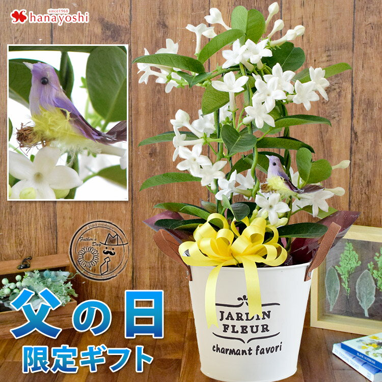 母の日ギフトにおすすめの花の鉢植え 人気ブランドランキングtop18 21年版 ベストプレゼントガイド