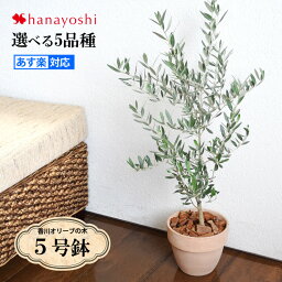 観葉植物 新築祝い 新居祝いプレゼント 人気ランキング ベストプレゼント