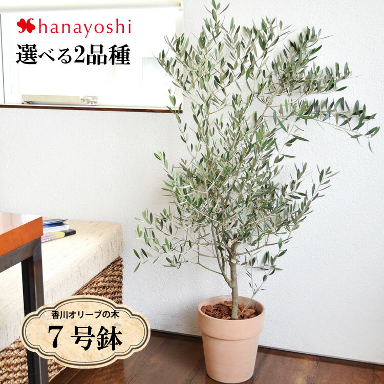 観葉植物 オリーブ 人気ブランドランキング21 ベストプレゼント