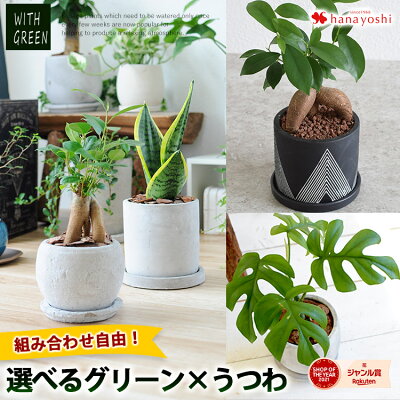 選べる 観葉植物x選べる器 ガジュマルの木 サンスベリア シュガーバイン つる性ガジュマル おしゃれ 鉢 インテリア グリーン 観葉植物 ギフト 植物 秋 敬老の日 誕生日 プレゼント 女性 男性 父 退職祝い 異動 新築祝い 友人 引っ越し祝い お祝い 小さい