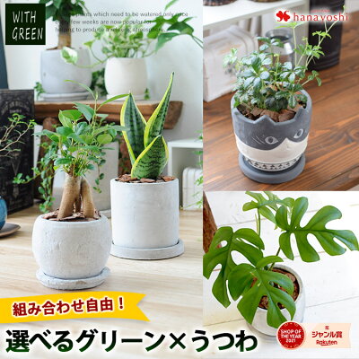 選べる 観葉植物x選べる器 ガジュマルの木 サンスベリア シュガーバイン つる性ガジュマル おしゃれ 鉢 インテリア グリーン 観葉植物 ギフト 植物 秋 誕生日 プレゼント 女性 男性 父 退職祝い 異動 新築祝い 友人 引っ越し祝い お祝い 小さい
