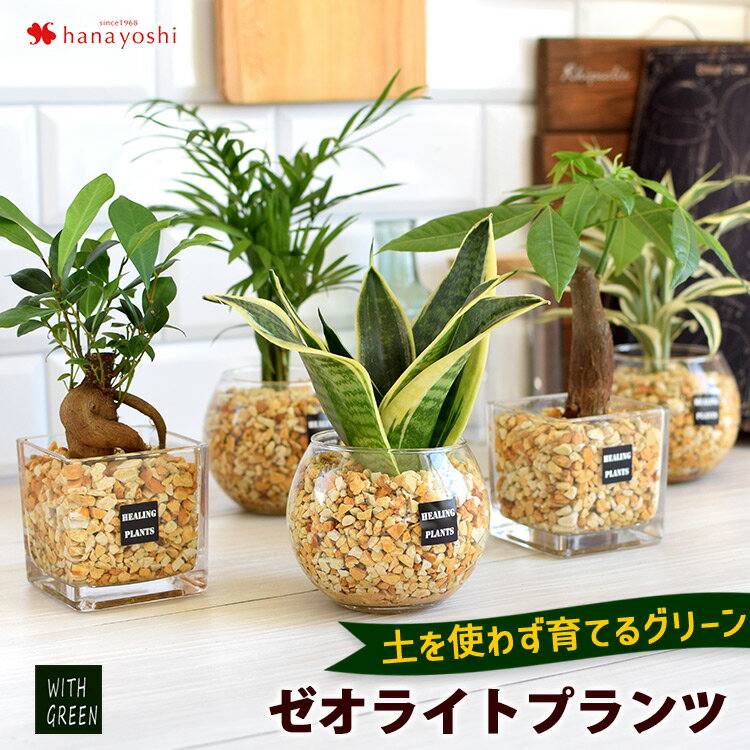 男性 メンズへの観葉植物 人気プレゼントランキング23 ベストプレゼント