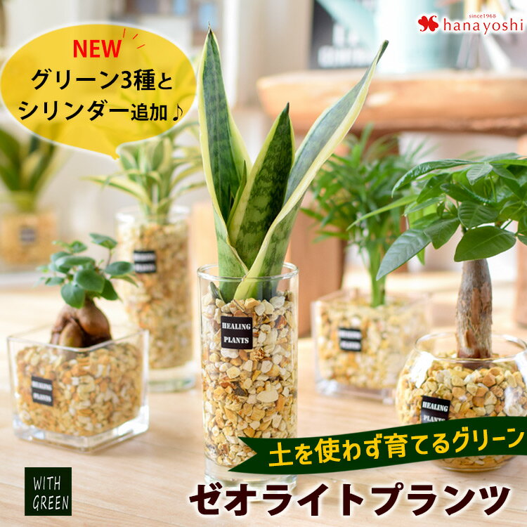 出色 光触媒 造花 観葉植物 特大 ドラセナ ワネッキー コンクリート風