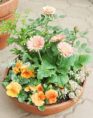 季節のおまかせSサイズ~旬のお花をたっぷり寄せ植え~ 寄せ植え ギフト 鉢植え 花 鉢 玄関 お祝い 誕生日 プレゼント 花 女性 母 祖母 義母 記念日 結婚祝い 新築祝い 引っ越し祝い 転開店祝い 開業祝い お花 贈り物 メッセージカード付き
