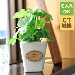 観葉植物 クリスマスプレゼント 人気ランキング21 ベストプレゼント 観葉植物 クリスマスプレゼント 人気ランキング21 ベストプレゼント