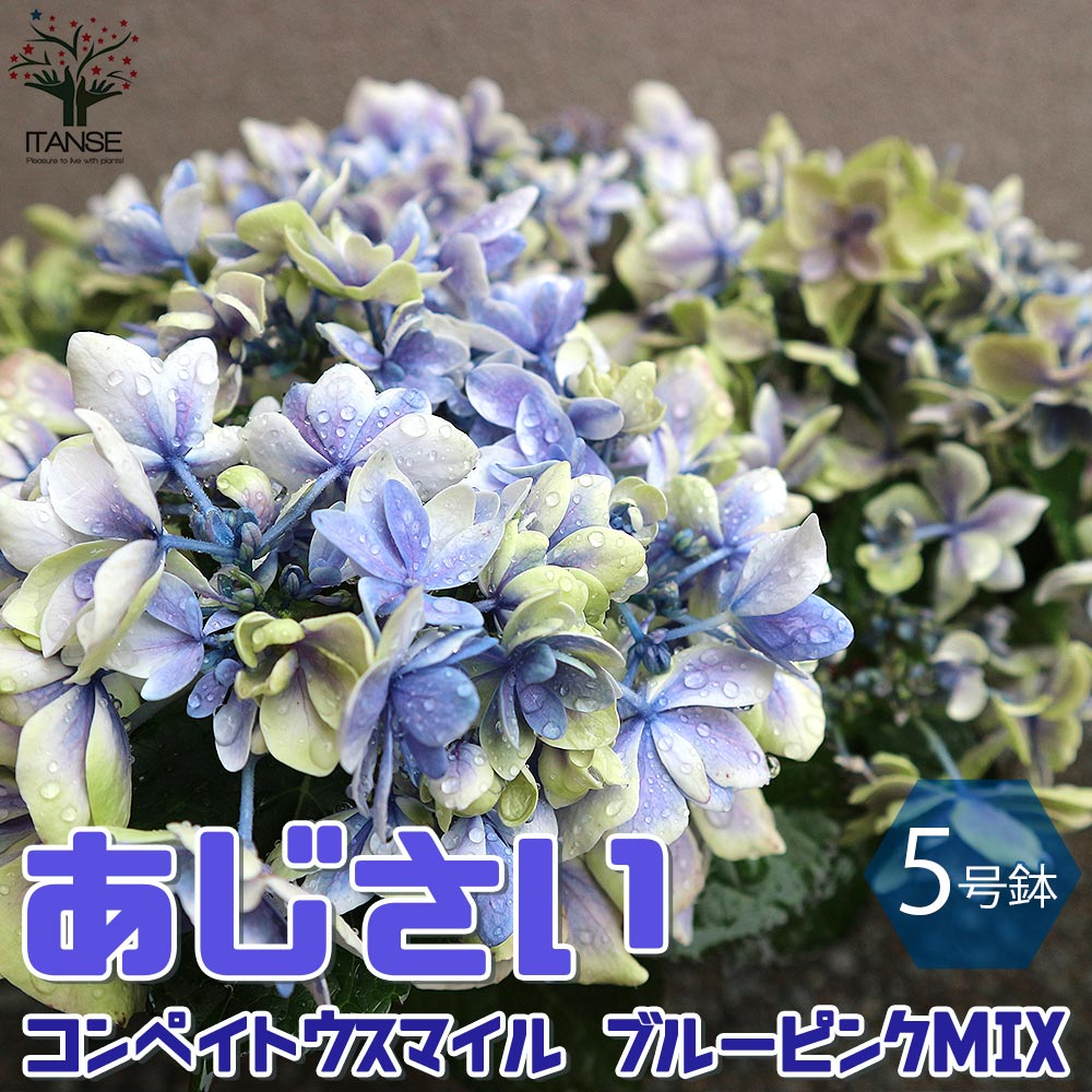紫陽花 アジサイ 母の日プレゼント 人気ランキング21 ベストプレゼント