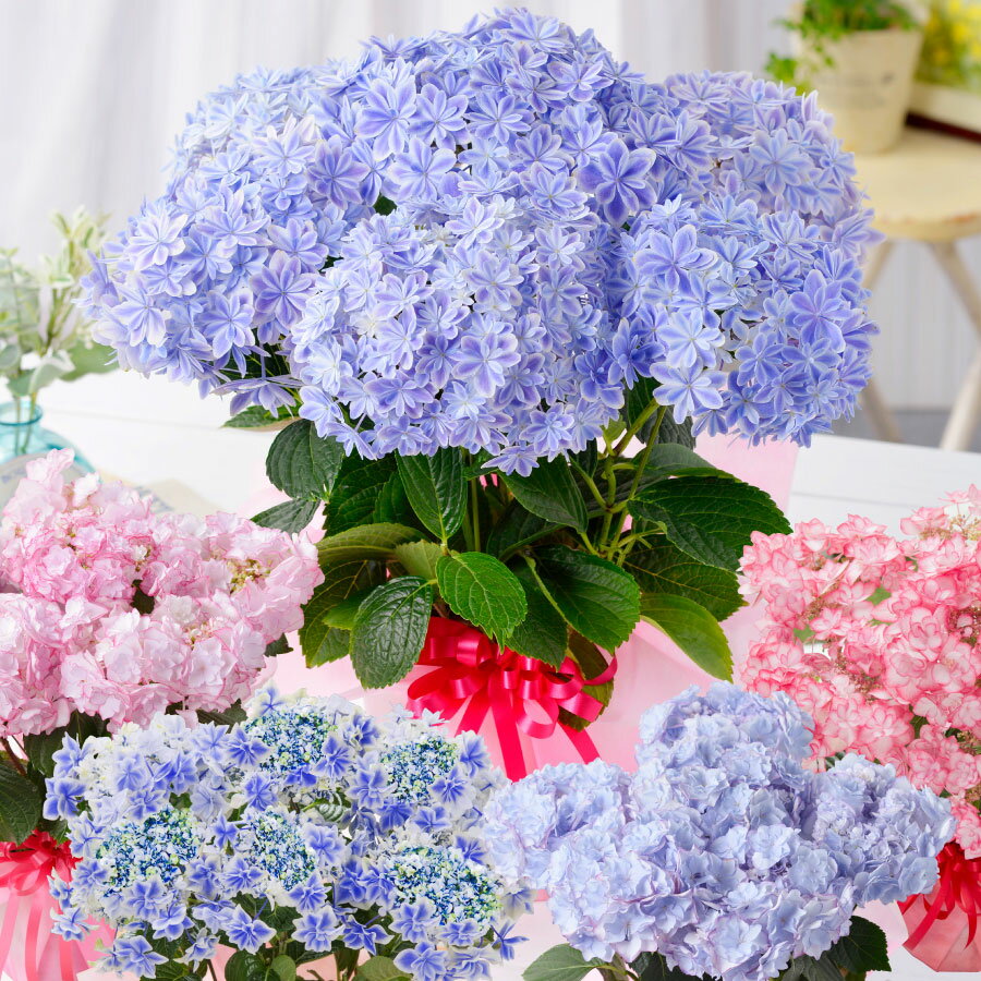 紫陽花 アジサイ 母の日プレゼント 人気ランキング22 ベストプレゼント