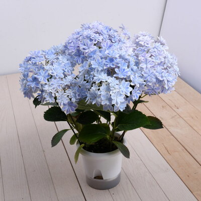 おしゃれな鉢植えのフラワーギフトランキング21 母の日には可愛いバラがおすすめ ベストプレゼントガイド おしゃれな鉢植えのフラワーギフトランキング21 母の日には可愛いバラがおすすめ ベストプレゼントガイド
