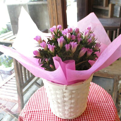 母の日ギフトにおすすめの花の鉢植え 人気ブランドランキングtop18 21年版 ベストプレゼントガイド 母の日ギフトにおすすめの花の鉢植え 人気ブランドランキングtop18 21年版 ベストプレゼントガイド