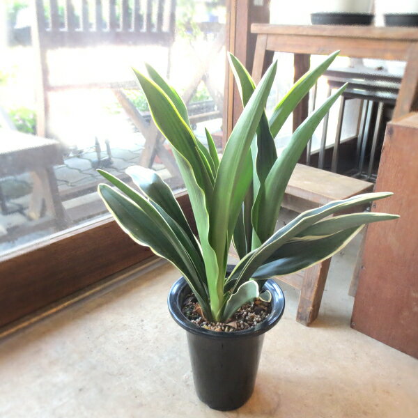 観葉植物 引越 引っ越し祝いプレゼント 人気ランキング21 ベストプレゼント