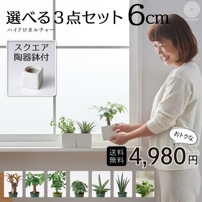 観葉植物 小さい 鉢 おしゃれ お祝い 陶器鉢 白 インテリア パキラ ウンベラータ ミニ モンステラ セット 棚 ハイドロカルチャー サンスベリア 引っ越し祝 新築祝 北欧 ミニ観葉植物 ポトス ガジュマル コテラ こてら 6cm