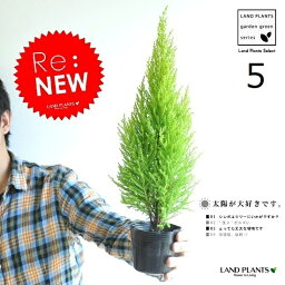観葉植物 クリスマスプレゼント 人気ランキング21 ベストプレゼント 観葉植物 クリスマスプレゼント 人気ランキング21 ベストプレゼント