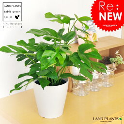 モンステラ 人気ブランドランキング ベストプレゼント