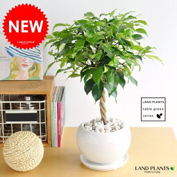 男性 メンズへの観葉植物 人気プレゼントランキング21 ベストプレゼント 男性 メンズへの観葉植物 人気プレゼントランキング21 ベストプレゼント