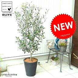 観葉植物 オリーブ 人気ブランドランキング21 ベストプレゼント 観葉植物 オリーブ 人気ブランドランキング21 ベストプレゼント