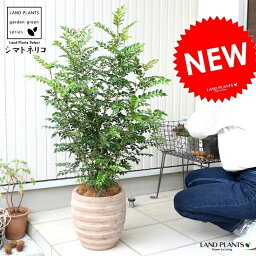 観葉植物 シマトネリコ 人気ブランドランキング21 ベストプレゼント 観葉植物 シマトネリコ 人気ブランドランキング21 ベストプレゼント