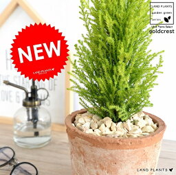 観葉植物 ゴールドクレスト 還暦祝いプレゼント 人気ブランドランキング21 ベストプレゼント 観葉植物 ゴールドクレスト 還暦祝いプレゼント 人気ブランドランキング21 ベストプレゼント